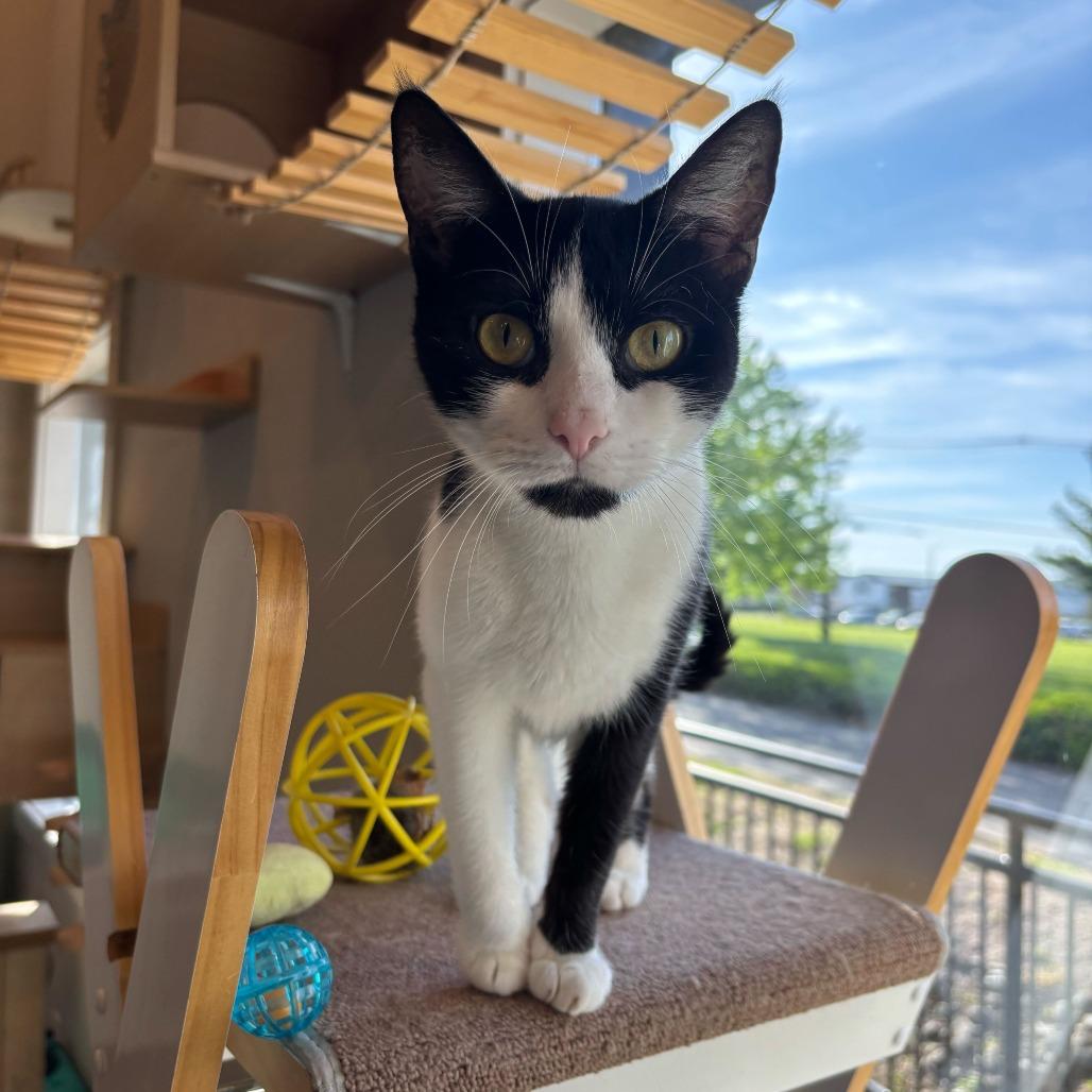 Enlarge Tomato, a Adoptable Domestic Short Hair in Louisville, KY image 3/4