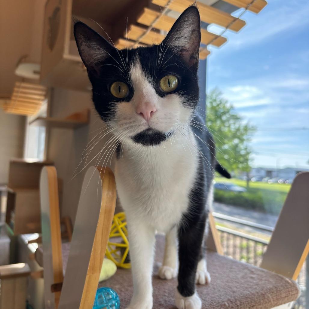 Enlarge Tomato, a Adoptable Domestic Short Hair in Louisville, KY image 4/4