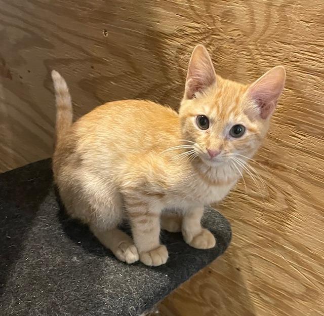 Gambler, Adopted, Young Female Tabby.