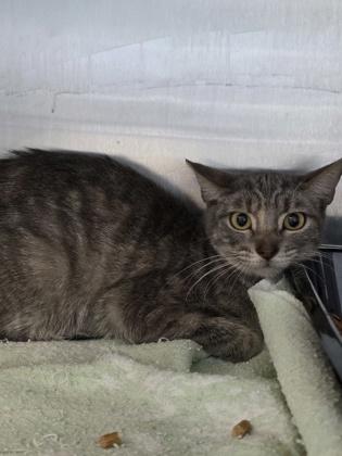 Enlarge Libby, a Adoptable mixed breed in Beatrice, NE image 1/2