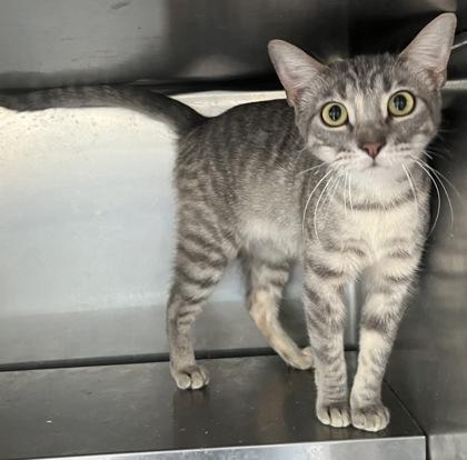 Enlarge Libby, a Adoptable mixed breed in Beatrice, NE image 2/2