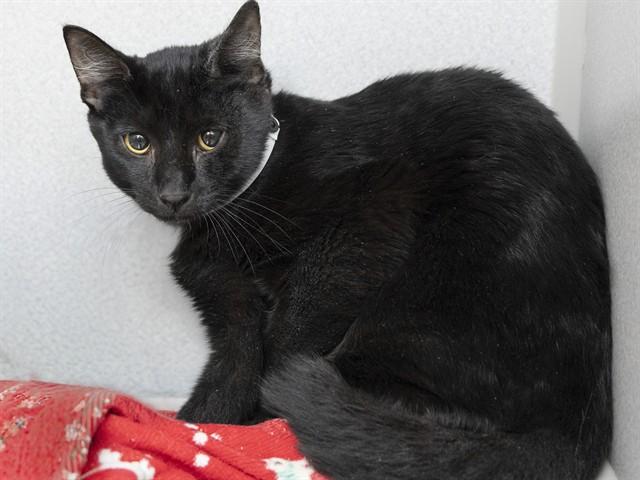 DUKE, Adoptable, Young Male Domestic Short Hair.
