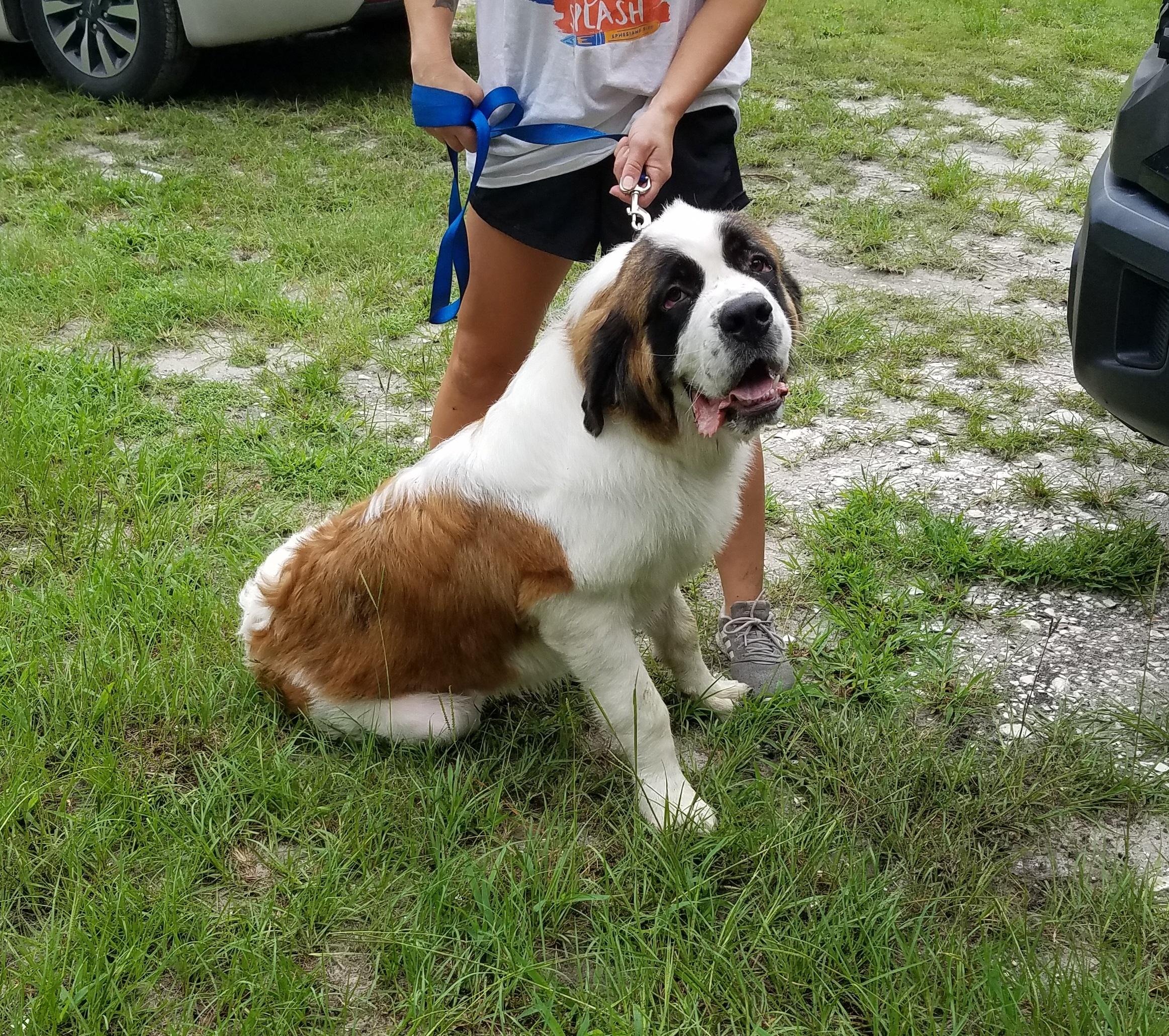 Trout, a Adopted Saint Bernard in Wilmington, NC image 1/3