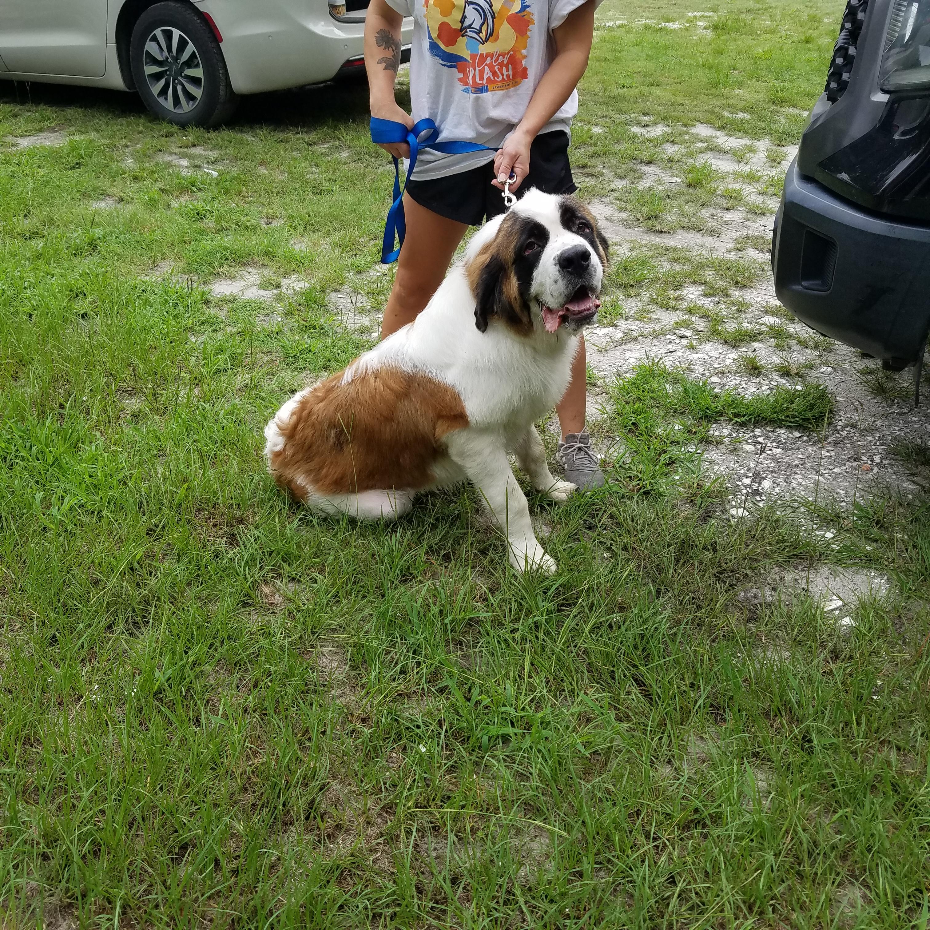 Trout, a Adopted Saint Bernard in Wilmington, NC image 2/3