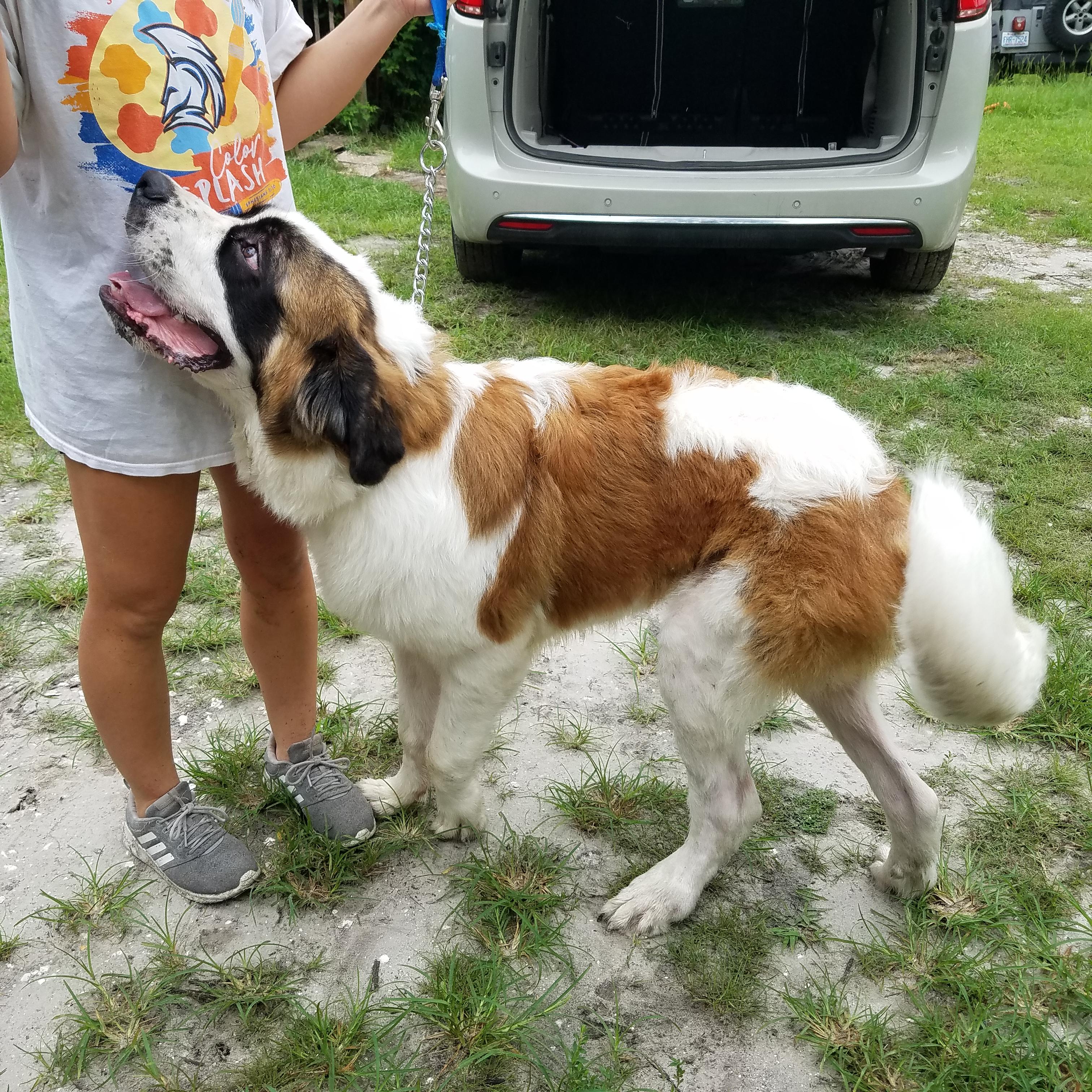 Trout, a Adopted Saint Bernard in Wilmington, NC image 3/3