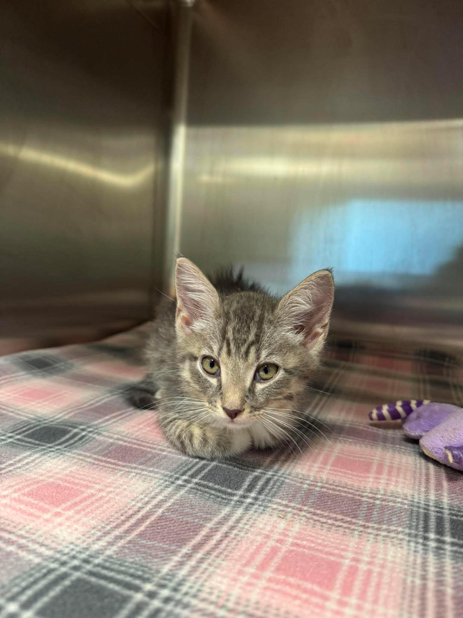 Jalapeno, Adoptable, Kitten Male Domestic Short Hair.