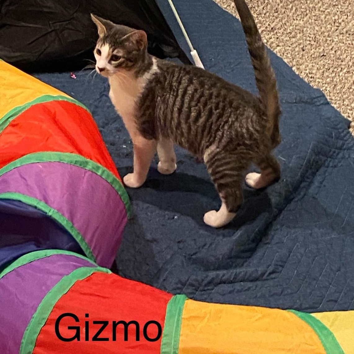 Gizmo, Adoptable, Young Male Domestic Short Hair.