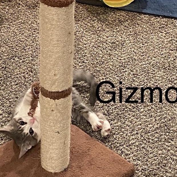 Gizmo, a Adoptable Domestic Short Hair in Macomb, MI image 3/6