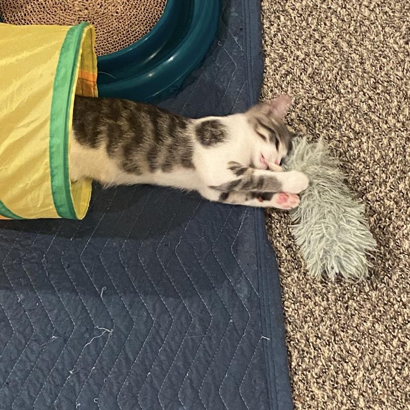 Gizmo, a Adoptable Domestic Short Hair in Macomb, MI image 5/6