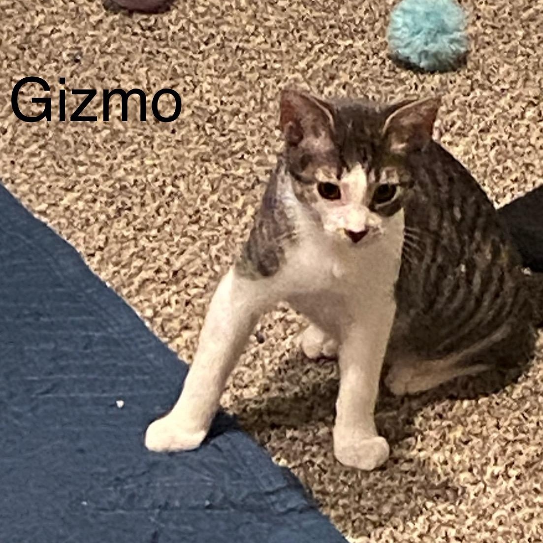 Gizmo, a Adoptable Domestic Short Hair in Macomb, MI image 2/6