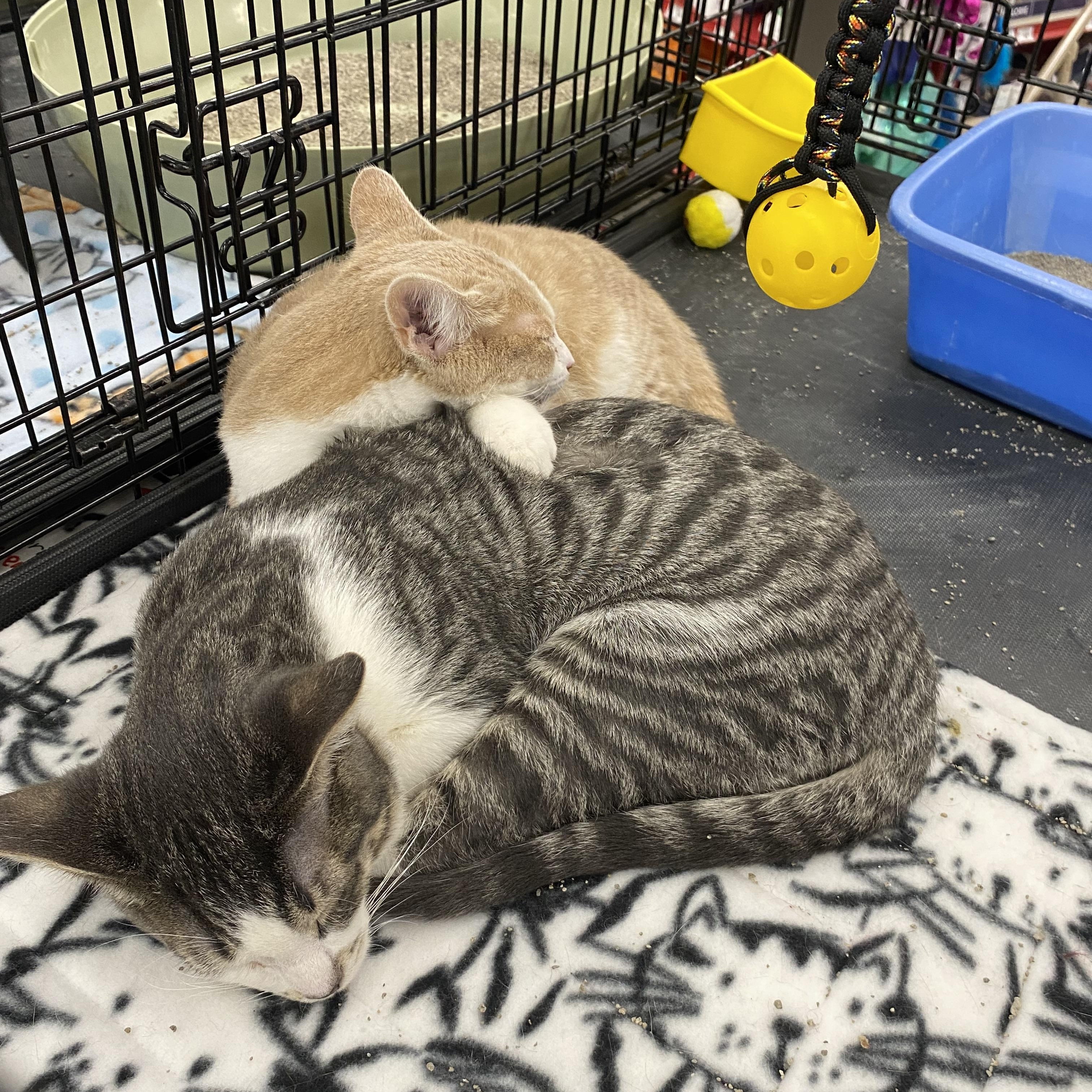 Gizmo, a Adoptable Domestic Short Hair in Macomb, MI image 4/6