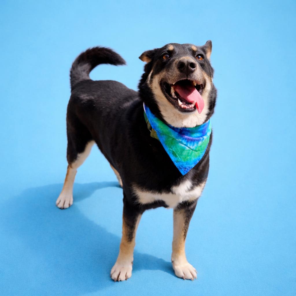 Charlie, adopted, Adult Male German Shepherd Dog & Collie.