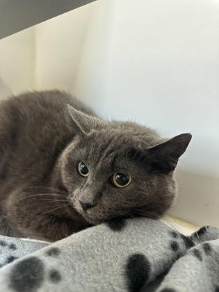 Enlarge Jessie, a ADOPTABLE Domestic Short Hair in Traverse City, MI image 3/3