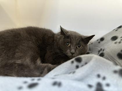 Enlarge Jessie, a ADOPTABLE Domestic Short Hair in Traverse City, MI image 2/3