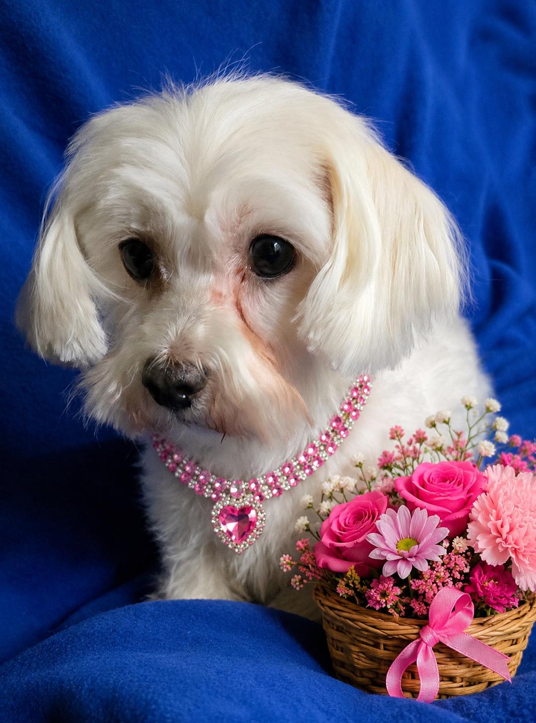 Enlarge Sadie, a ADOPTABLE Maltese in North Augusta, SC image 1/1