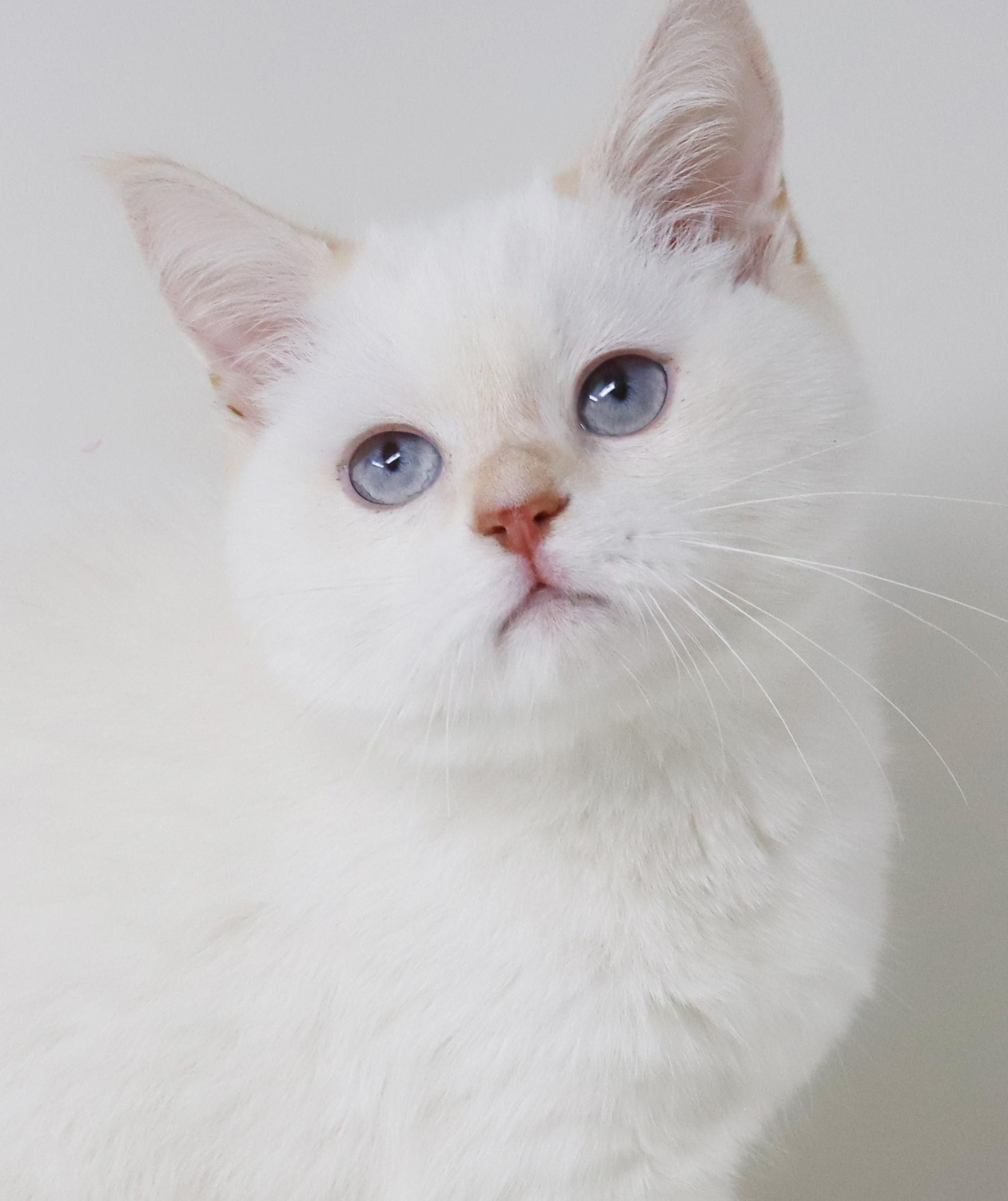 Enlarge Tom is a rare treasure!  WOW so awesome  , an adopted British Shorthair in Bedford Hills, NY image 1/6