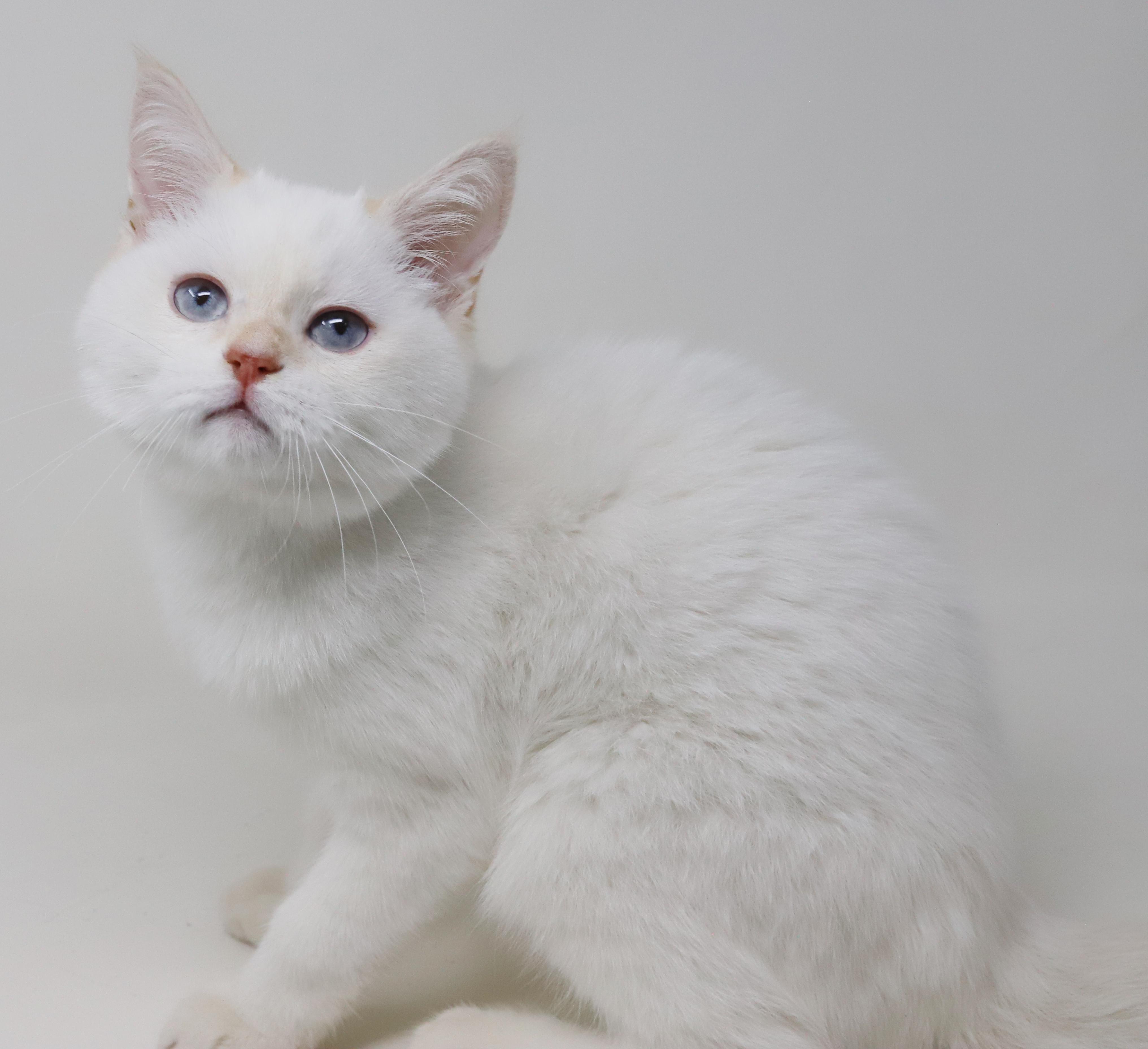 Enlarge Tom is a rare treasure!  WOW so awesome  , an adopted British Shorthair in Bedford Hills, NY image 3/6