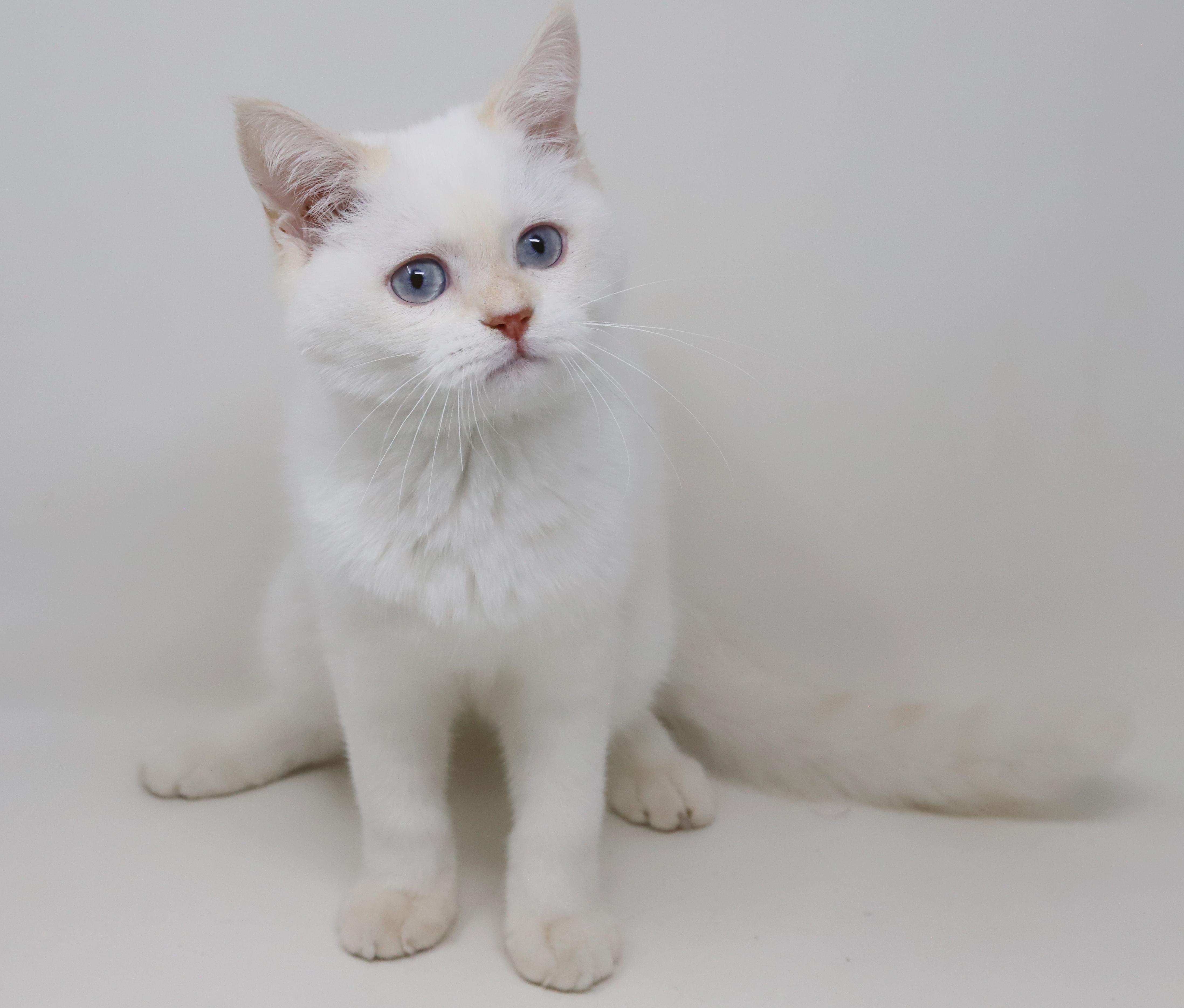 Enlarge Tom is a rare treasure!  WOW so awesome  , an adopted British Shorthair in Bedford Hills, NY image 5/6