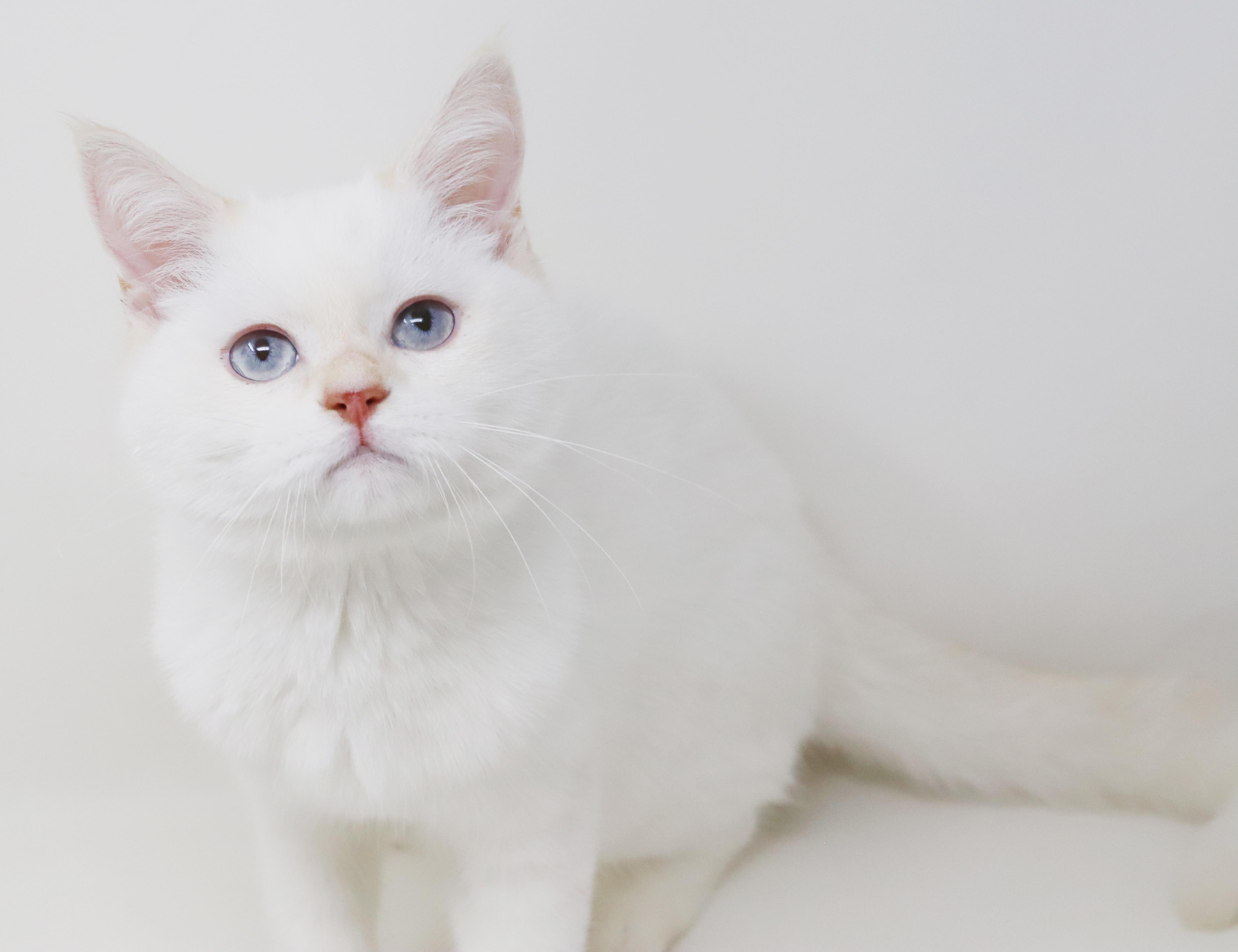 Enlarge Tom is a rare treasure!  WOW so awesome  , an adopted British Shorthair in Bedford Hills, NY image 6/6