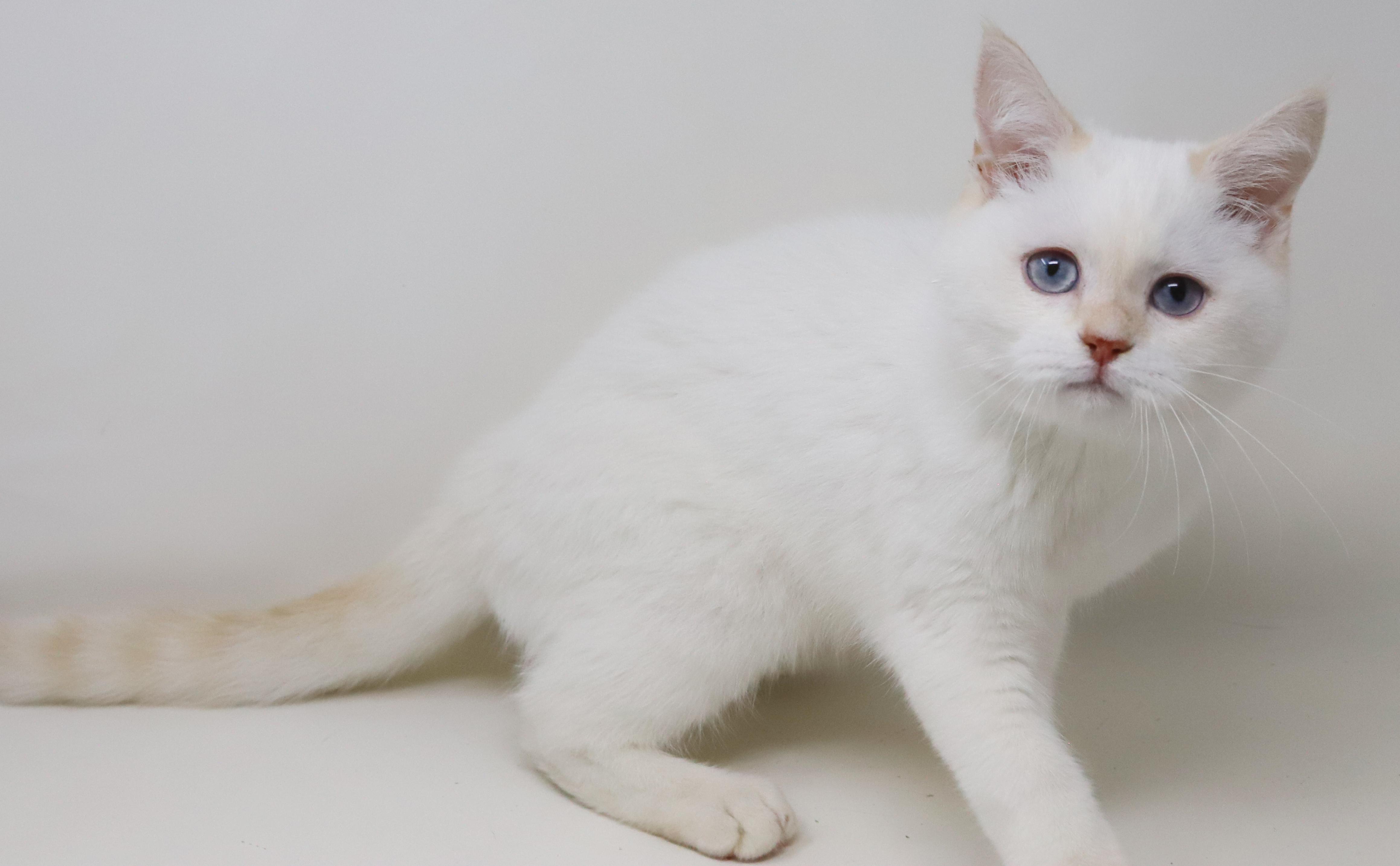 Enlarge Tom is a rare treasure!  WOW so awesome  , an adopted British Shorthair in Bedford Hills, NY image 2/6