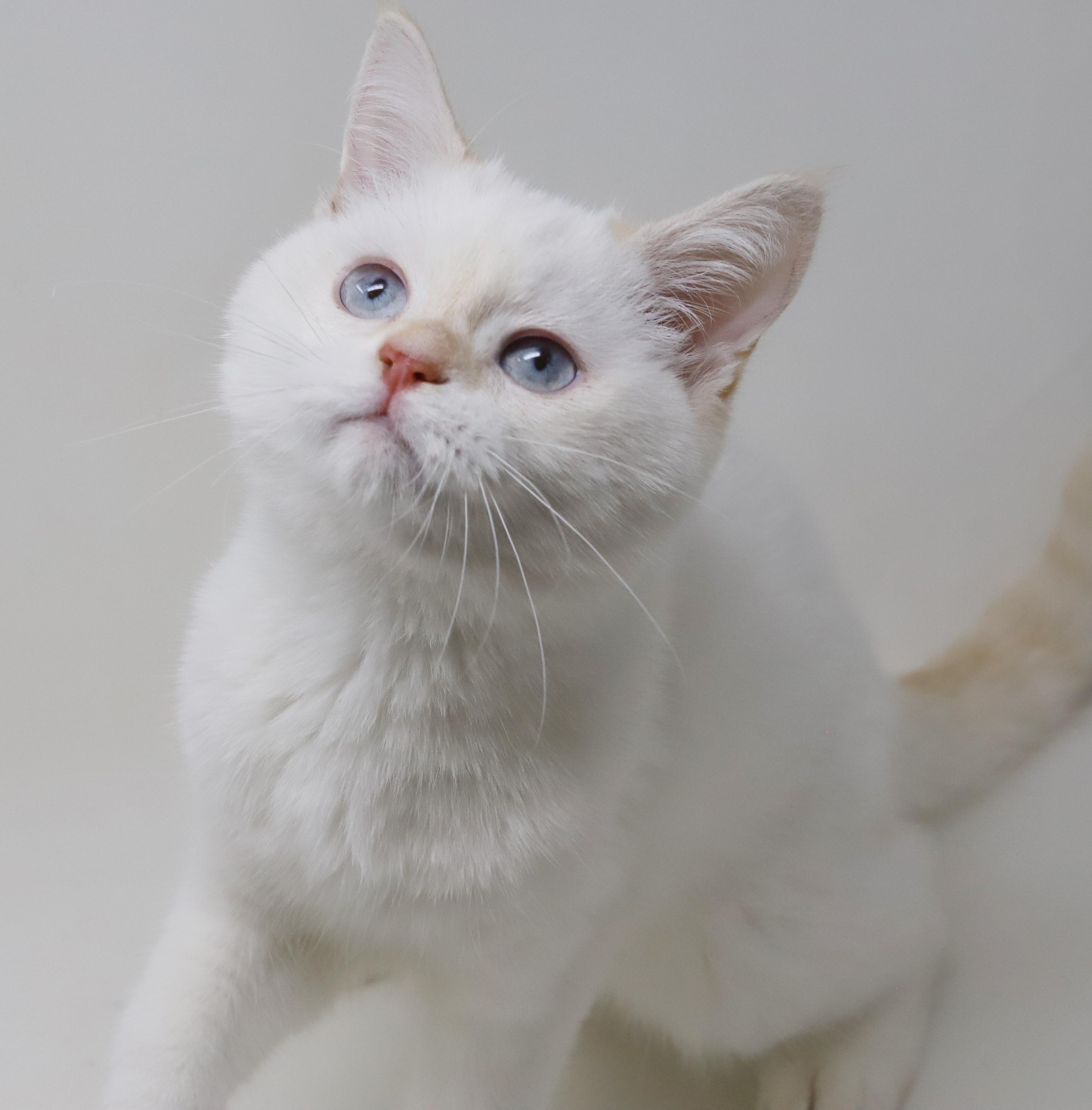 Enlarge Tom is a rare treasure!  WOW so awesome  , an adopted British Shorthair in Bedford Hills, NY image 4/6