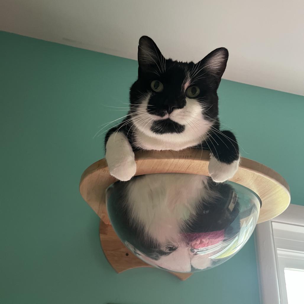 Binx — thumbnail 3