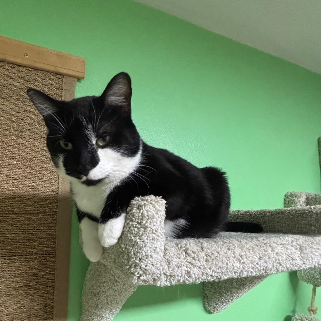 Enlarge Binx, a Adoptable Domestic Short Hair in Granville, OH image 5/6