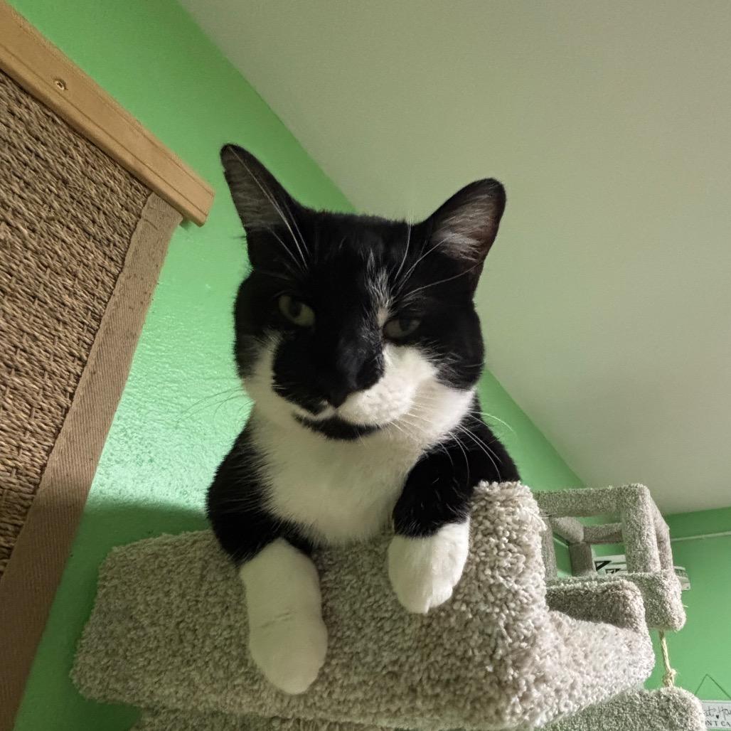 Enlarge Binx, a Adoptable Domestic Short Hair in Granville, OH image 6/6