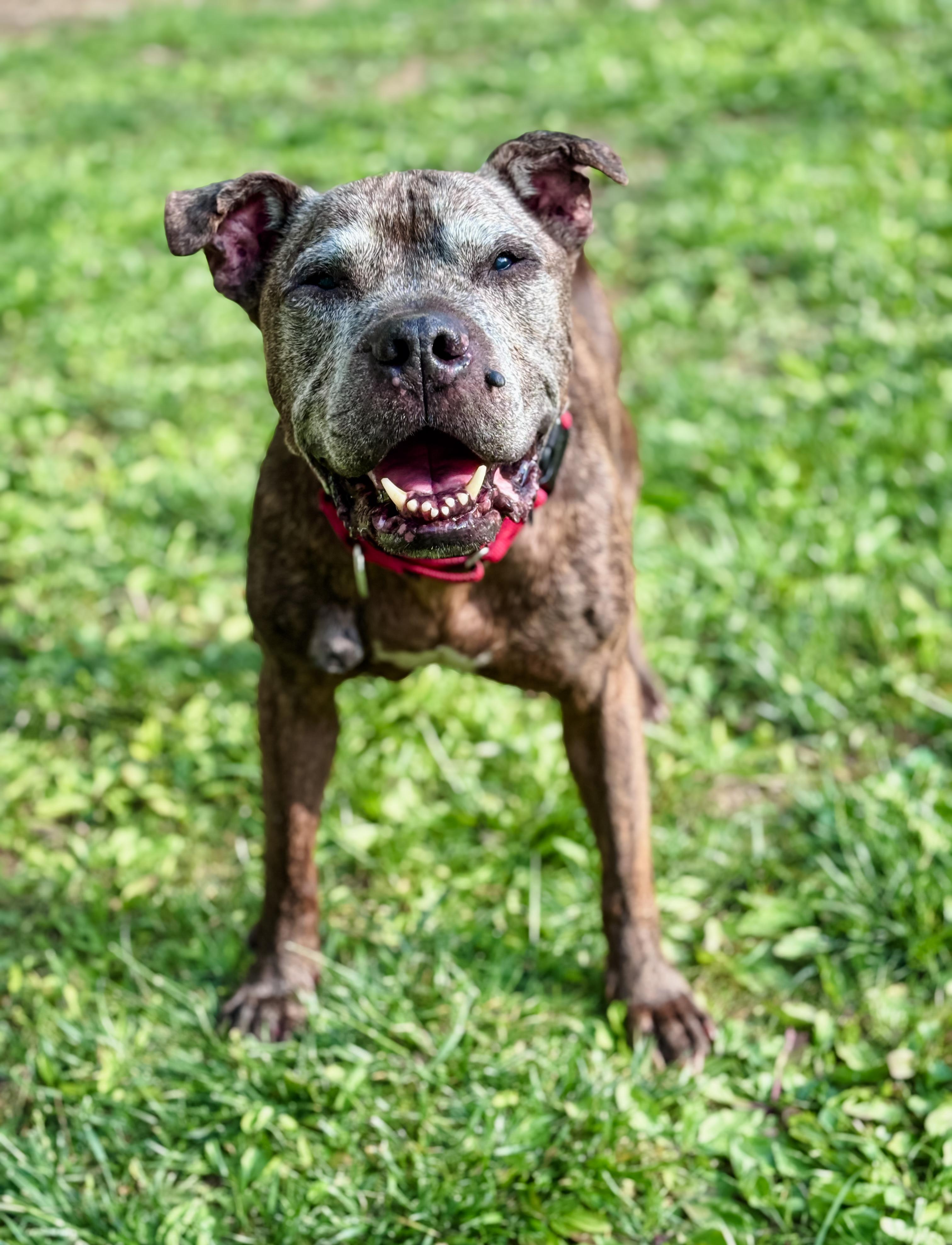 BAN, ADOPTABLE, Adult Male Pit Bull Terrier.