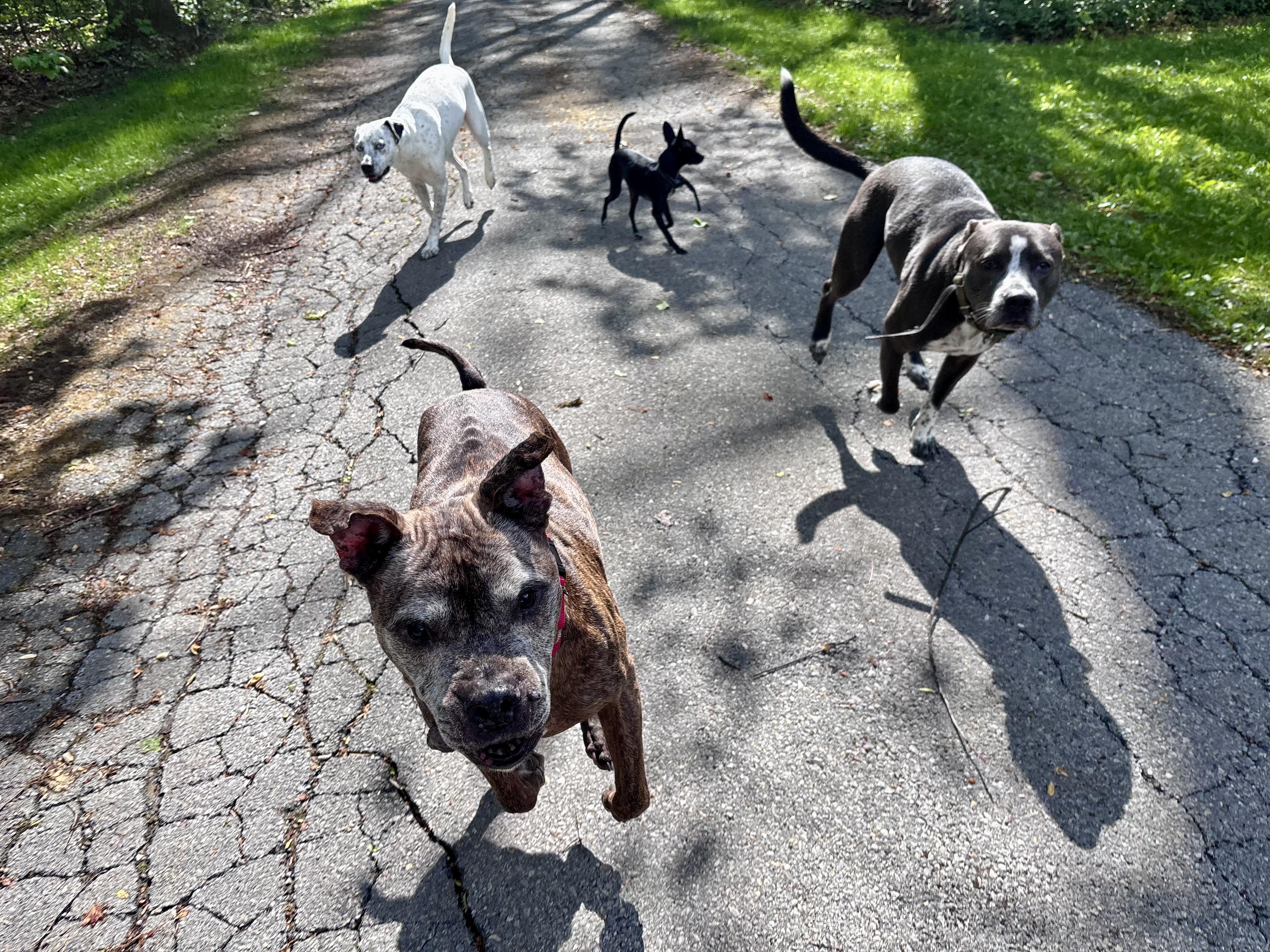 Enlarge BAN, a ADOPTABLE Pit Bull Terrier in Philadelphia, PA image 3/5