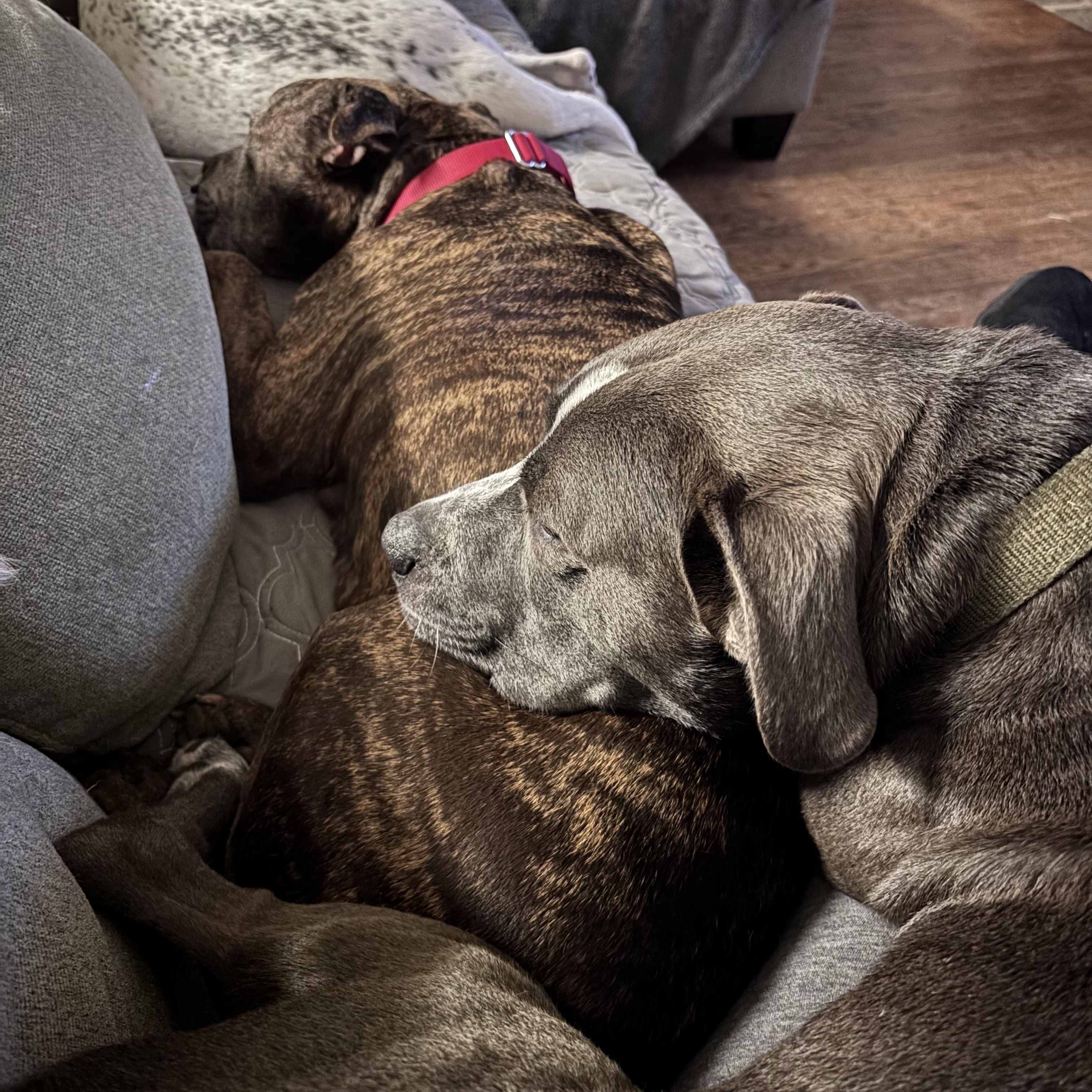 Enlarge BAN, a ADOPTABLE Pit Bull Terrier in Philadelphia, PA image 5/5