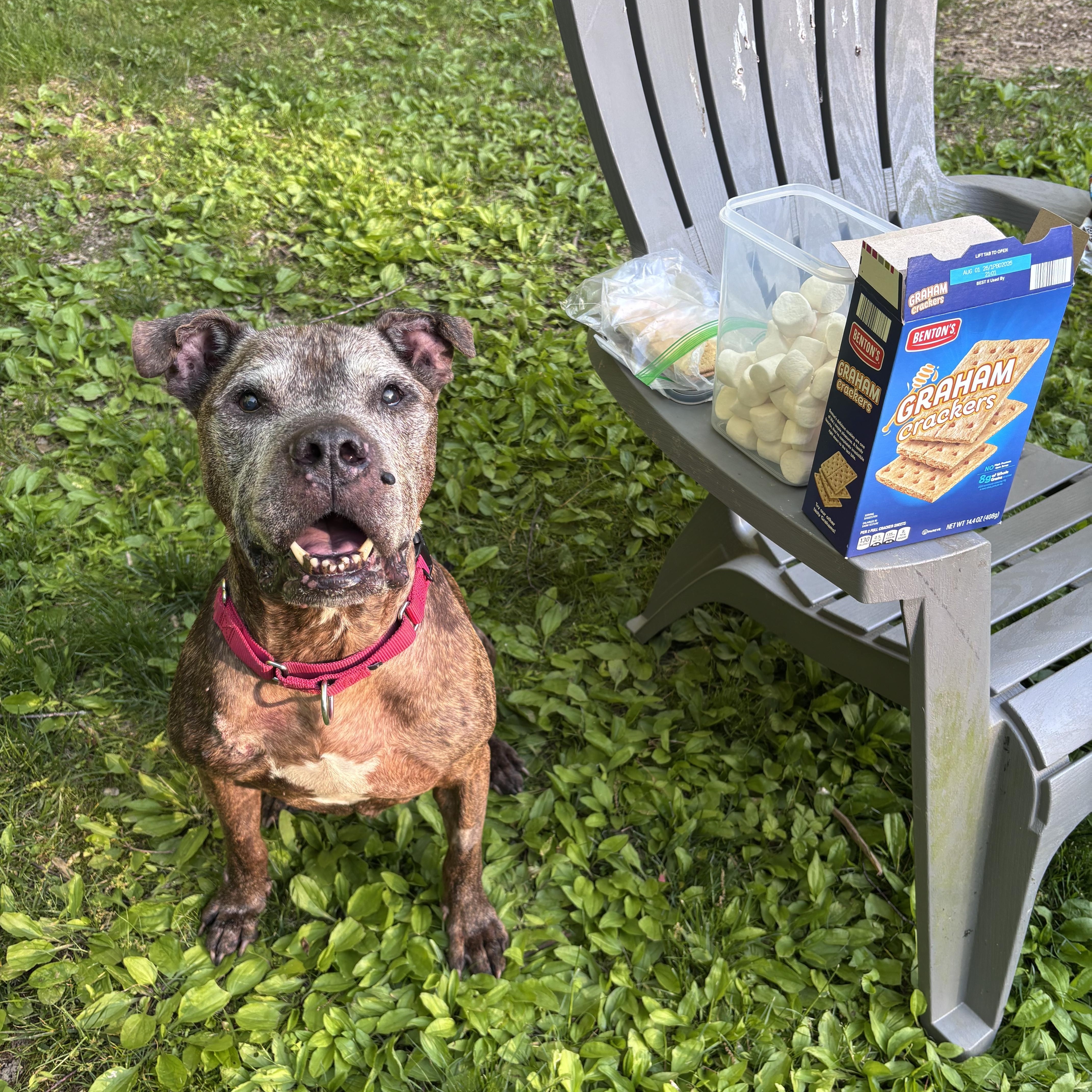 Enlarge BAN, a ADOPTABLE Pit Bull Terrier in Philadelphia, PA image 2/5
