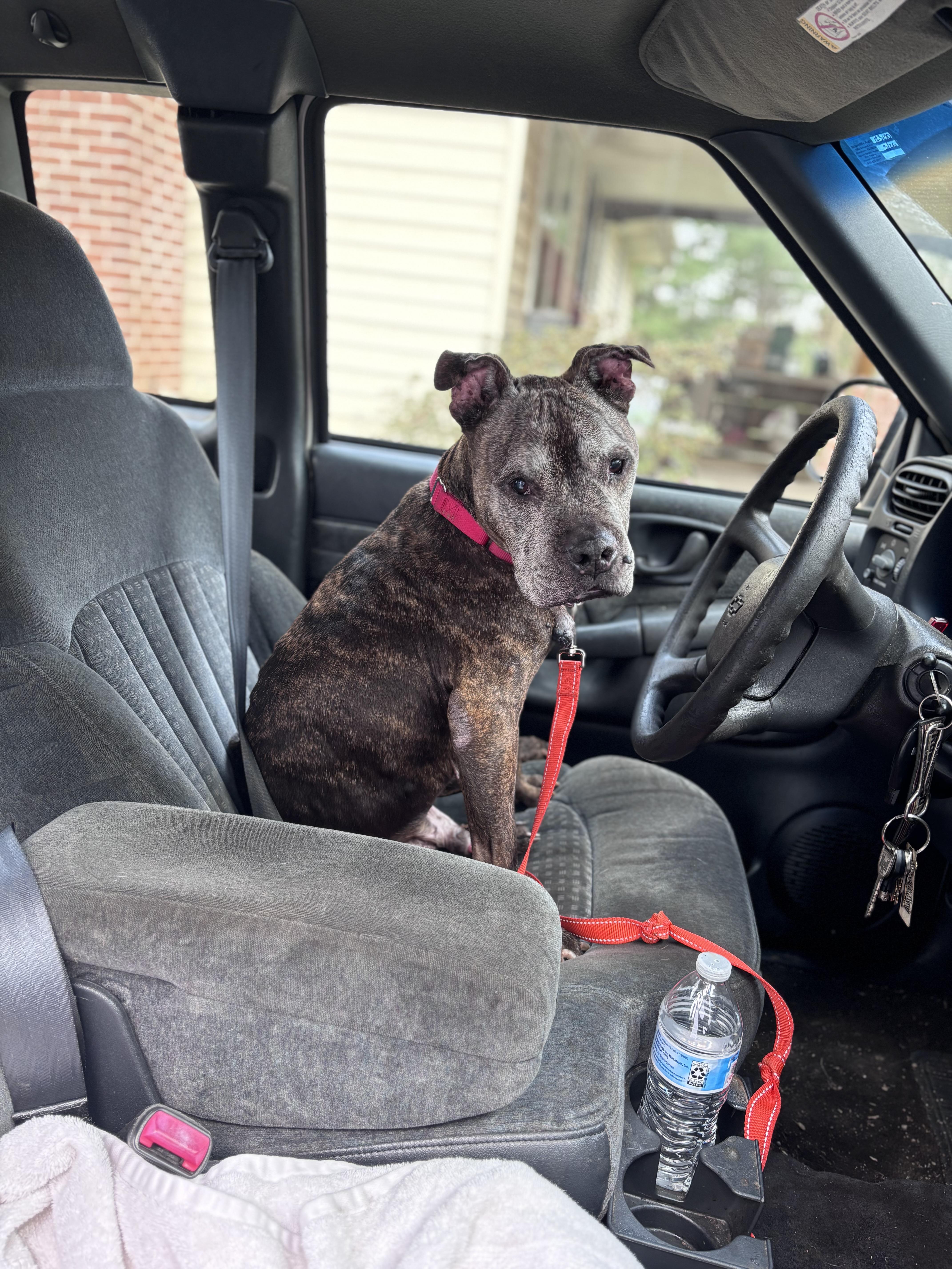 Enlarge BAN, a ADOPTABLE Pit Bull Terrier in Philadelphia, PA image 4/5