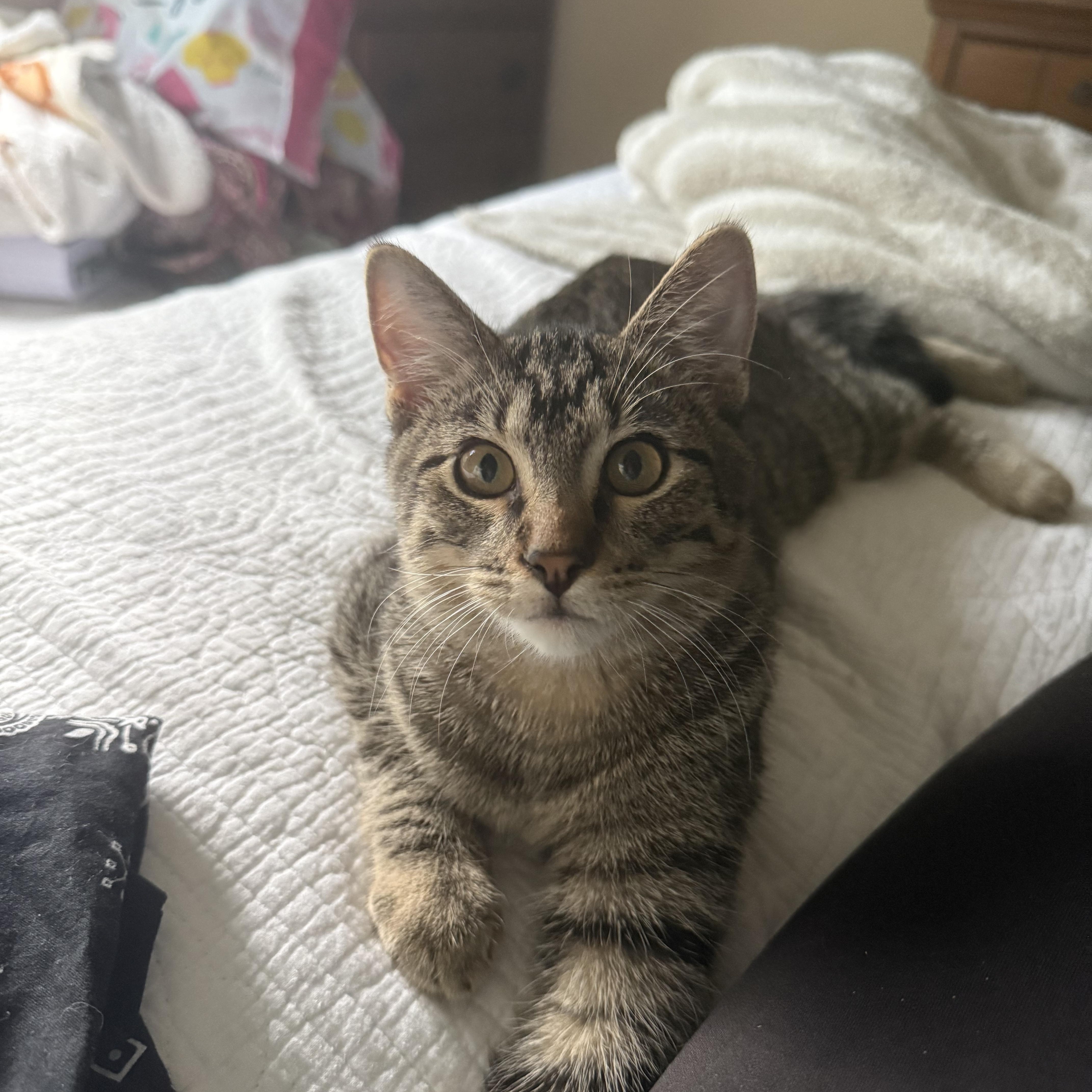 Enlarge Angelo, a Adoptable Domestic Short Hair in Herculaneum, MO image 3/3