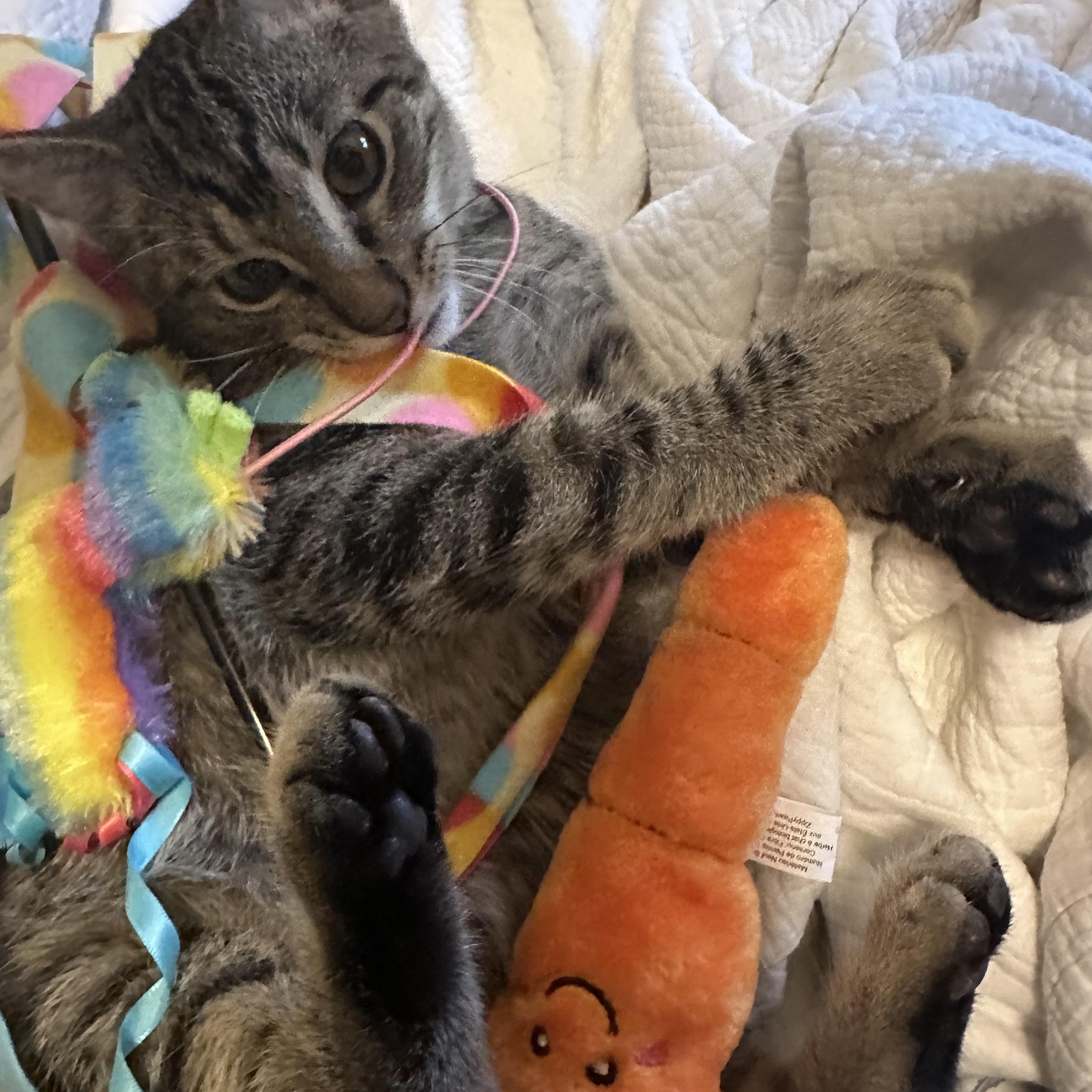 Angelo, Adoptable, Kitten Male Domestic Short Hair.