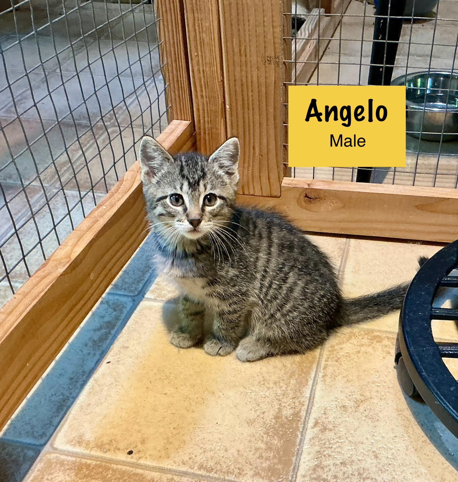 Angelo (AVAILABLE 7/5)