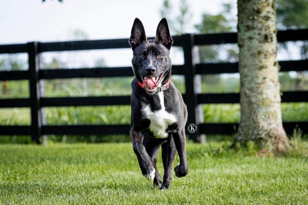 Alvin, a Adoptable mixed breed in Lexington, KY image 1/4