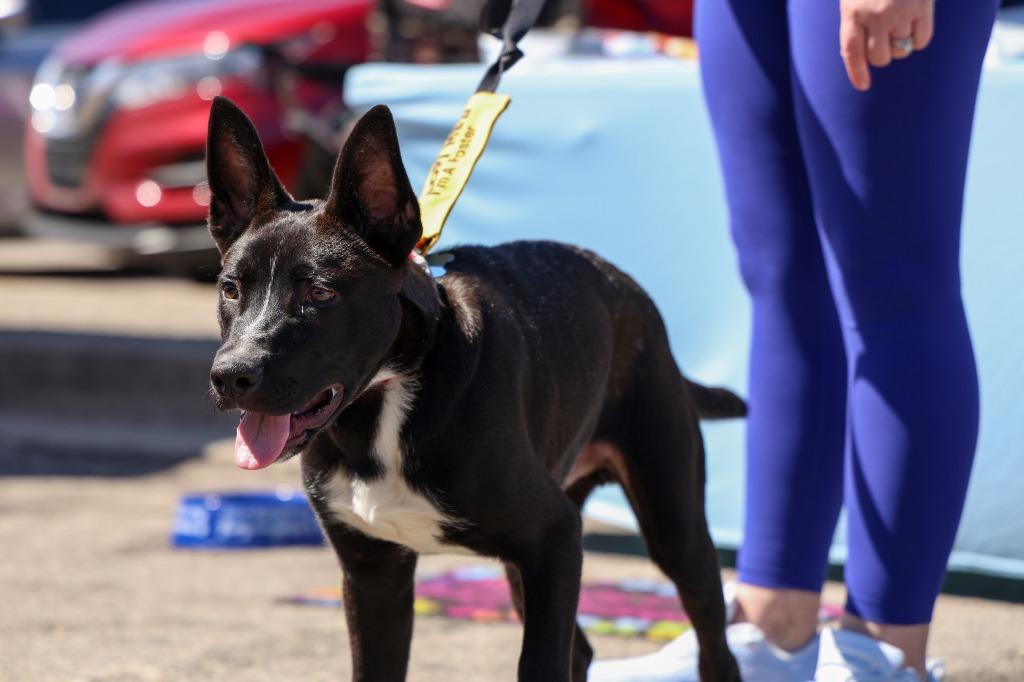 Enlarge Alvin, a Adoptable mixed breed in Lexington, KY image 1/5