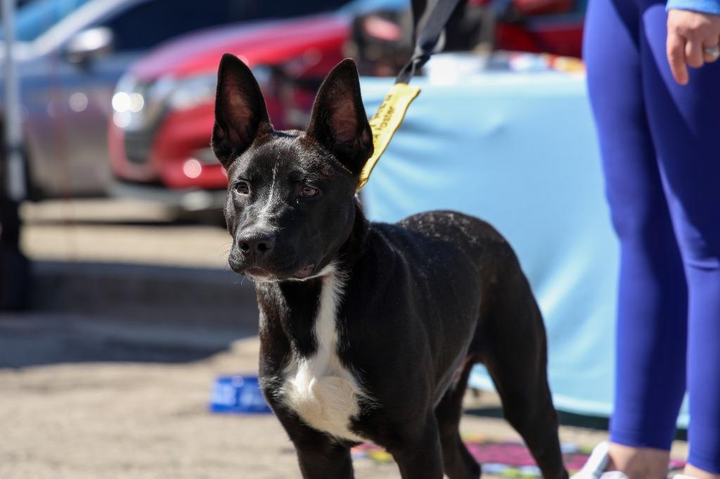 Enlarge Alvin, a Adoptable mixed breed in Lexington, KY image 2/5