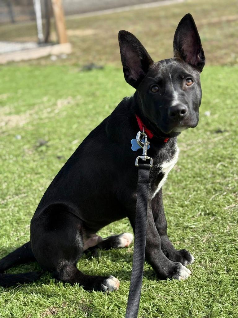 Enlarge Alvin, a Adoptable mixed breed in Lexington, KY image 3/5