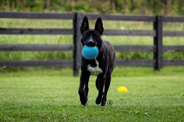 Alvin, a Adoptable mixed breed in Lexington, KY image 2/4