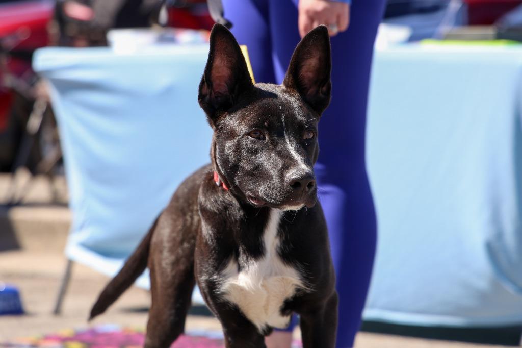 Enlarge Alvin, a Adoptable mixed breed in Lexington, KY image 4/5