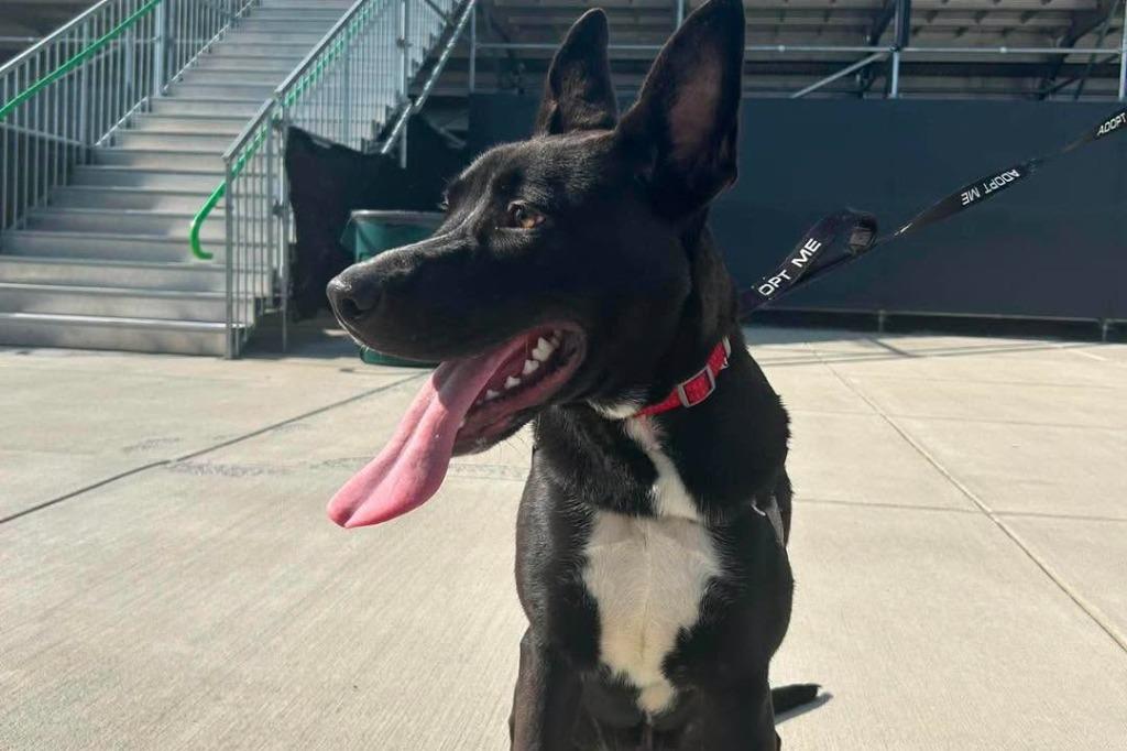 Alvin, a Adoptable mixed breed in Lexington, KY image 3/4