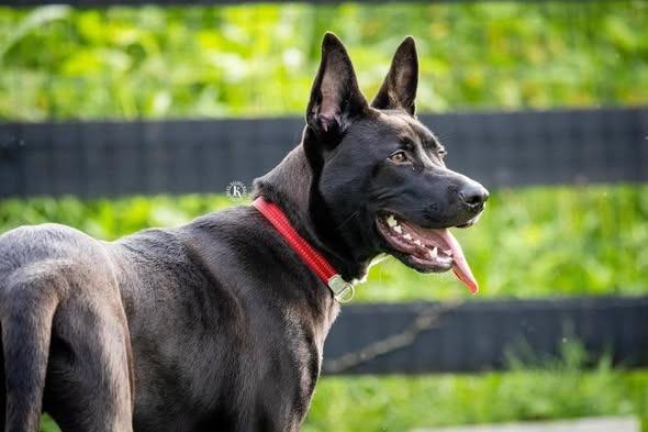 Alvin, a Adoptable mixed breed in Lexington, KY image 4/4