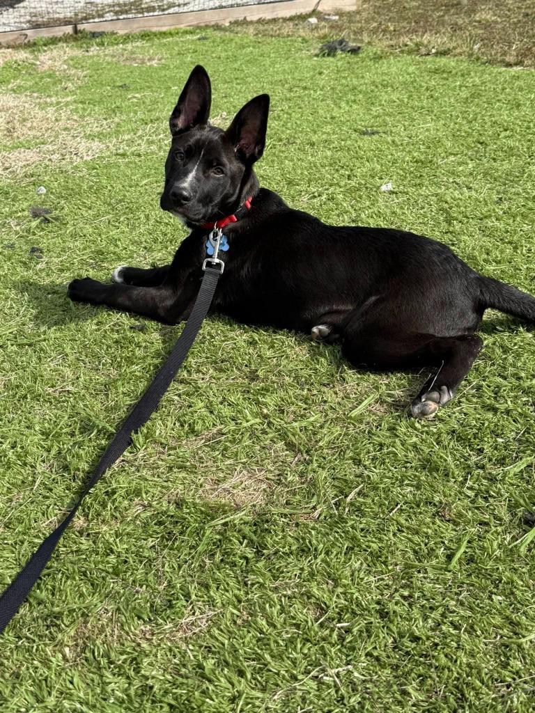 Enlarge Alvin, a Adoptable mixed breed in Lexington, KY image 5/5