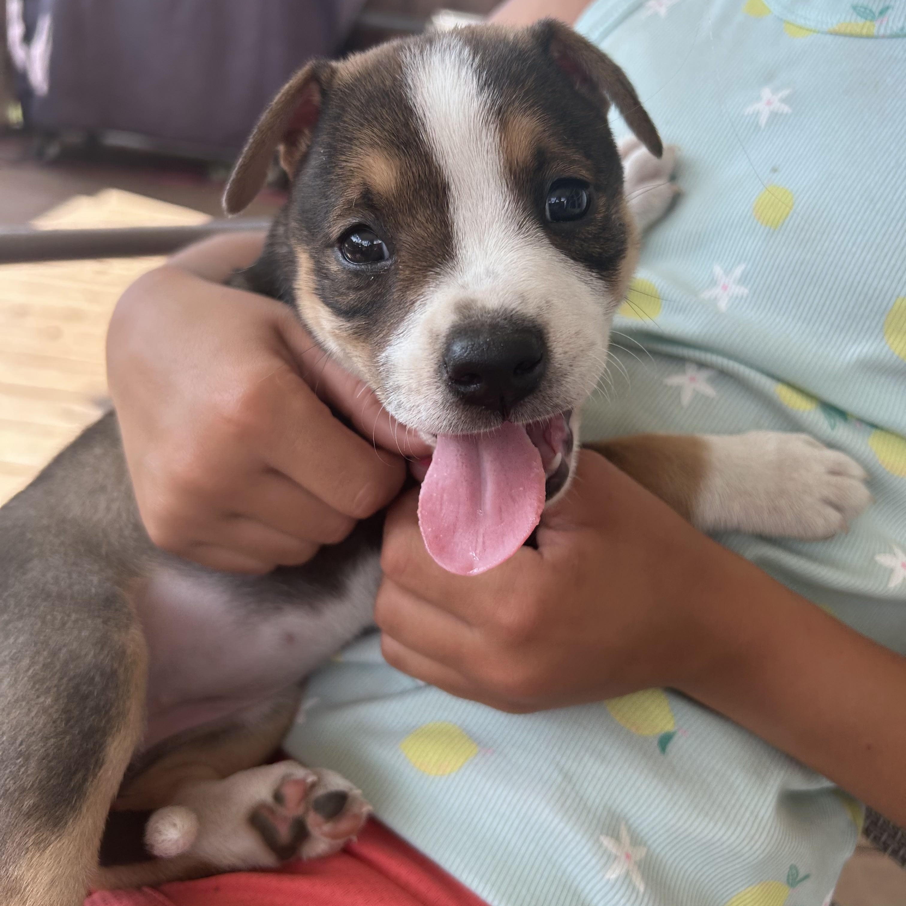 Macy, ADOPTABLE, Puppy Female Australian Cattle Dog / Blue Heeler.