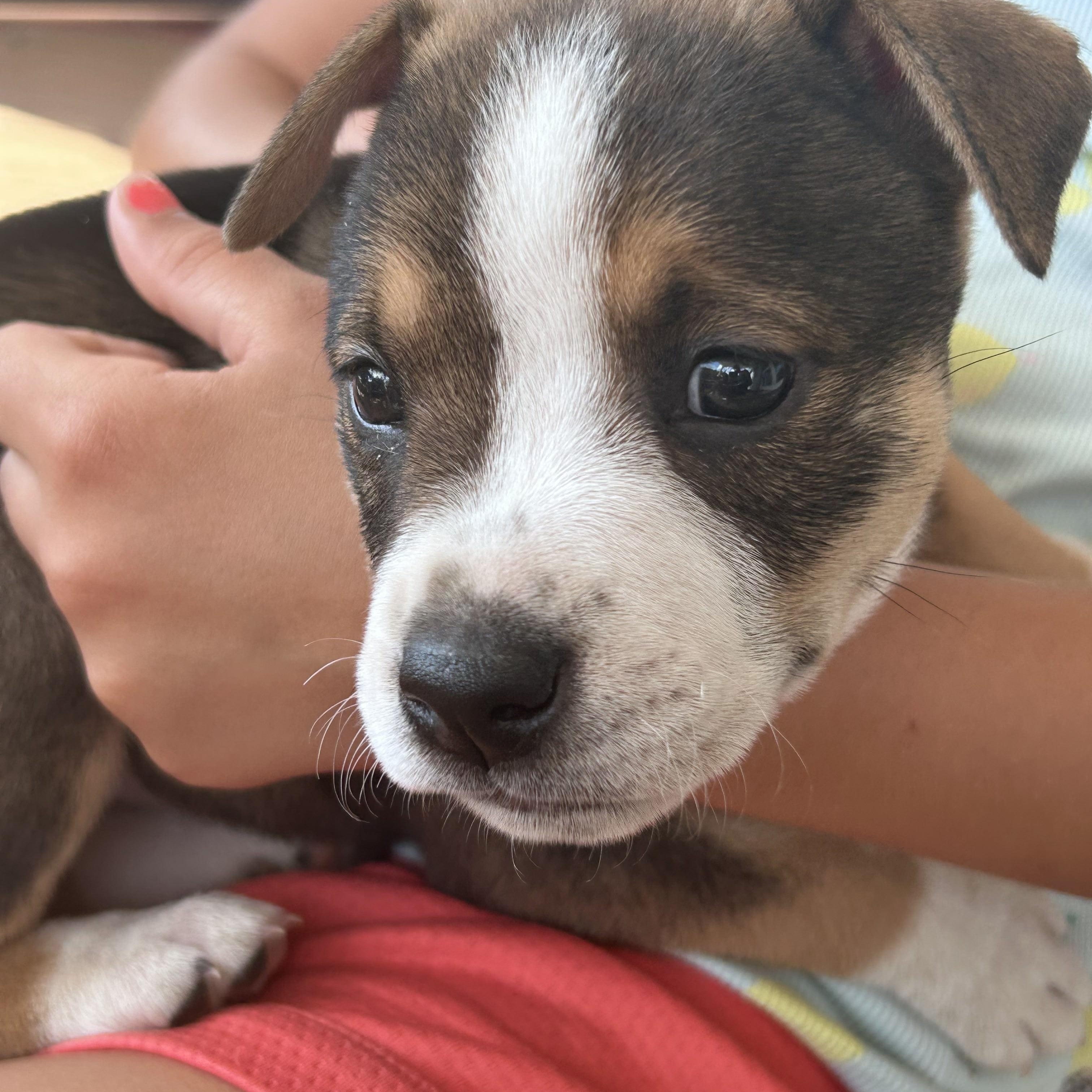 Macy, a ADOPTABLE mixed breed in Floyd, VA image 2/3