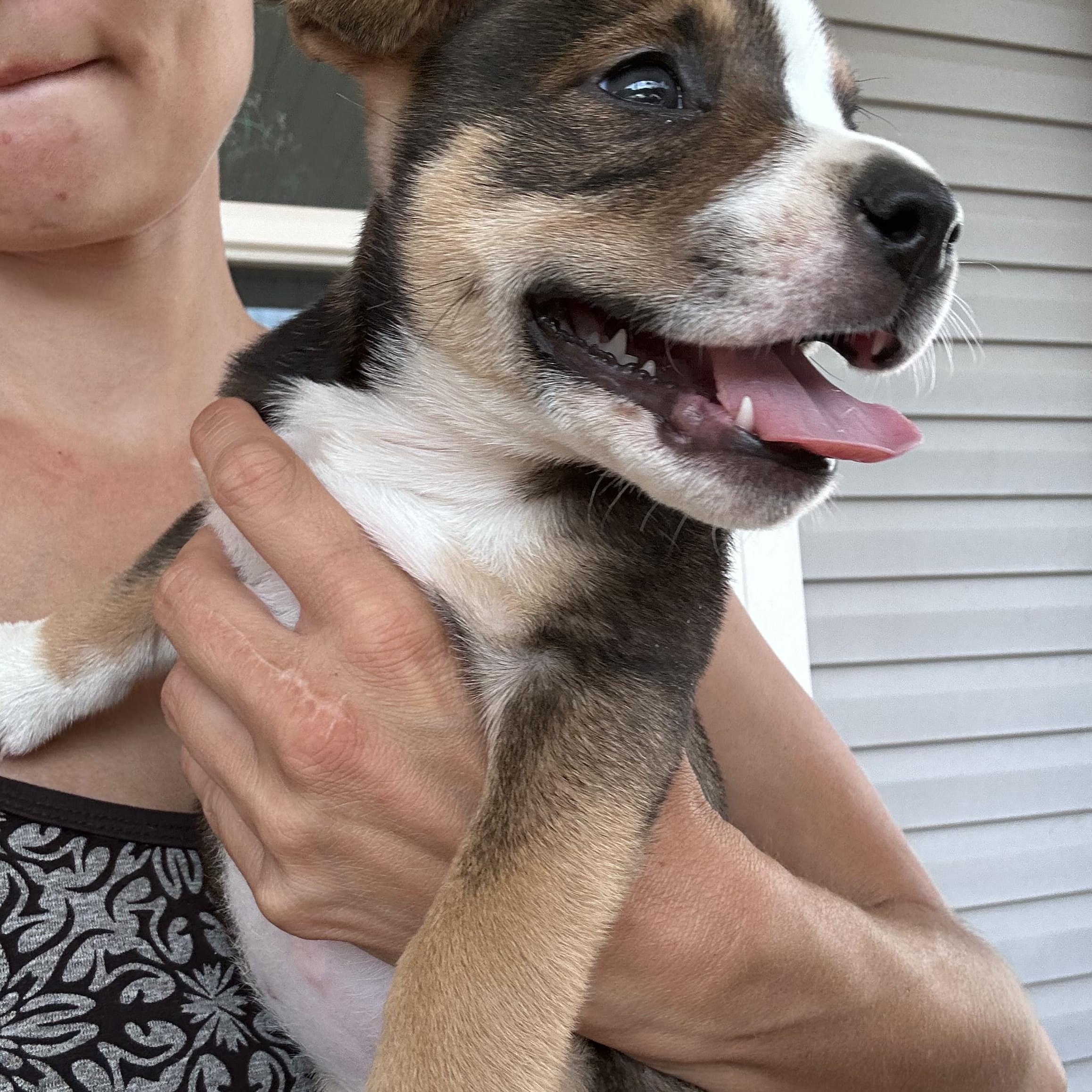 Macy, a ADOPTABLE mixed breed in Floyd, VA image 3/3