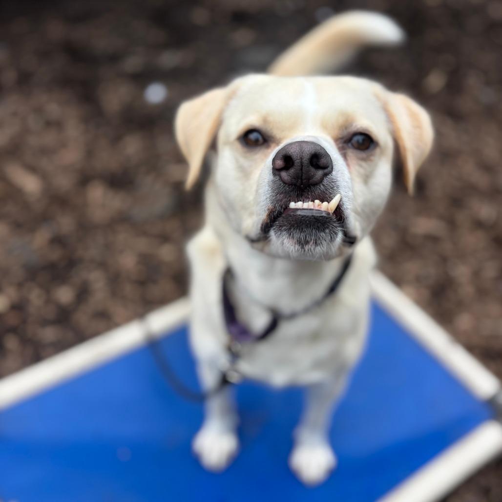 Enlarge Leigh, a Adoptable mixed breed in Briarcliff Manor, NY image 2/5