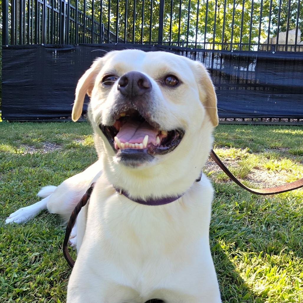 Enlarge Leigh, a Adoptable mixed breed in Briarcliff Manor, NY image 3/5